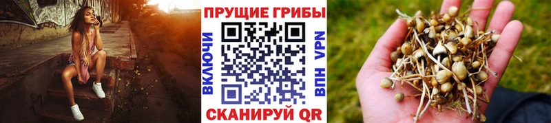 Псилоцибиновые грибы прущие грибы  Купить где  Невельск 